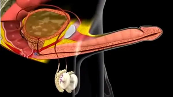 Tube d’entraînement HD Comment le coq a une éjaculation