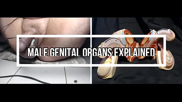 HD Male Genital System ổ đĩa ống